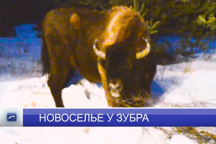 Зубра из бывшего зоопарка «Мишутка» отправили в национальный парк «Мещера» Зубра из бывшего зоопарка «Мишутка» отправили в национальный парк «Мещера»