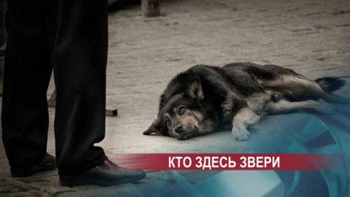 Экспертиза подтвердила, что по крайней мере одна из 25 погибших в Нижнем Новгороде собак была отравлена