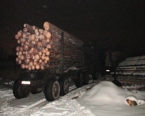 В Выксе злоумышленники вырубили лес на общую сумму более миллиона рублей