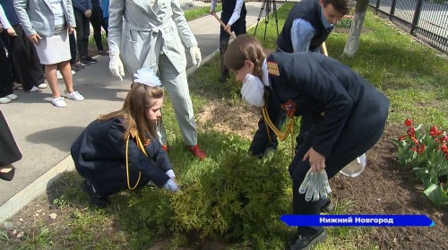 На «Аллее памяти» ученики школы №141 Сормовского района высадили деревья