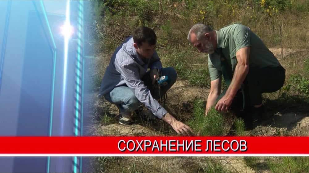 20 гектаров нового хвойного леса появилось в Балахнинском районе 20 гектаров нового хвойного леса появилось в Балахнинском районе