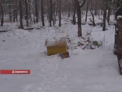 Более сотни распотрошенных посылок обнаружено в лесополосе Дзержинска