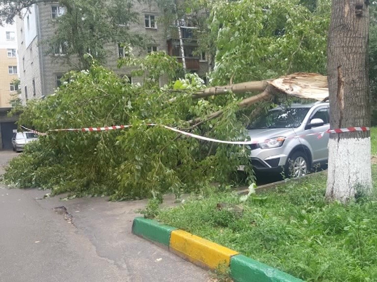 Упавшее дерево раздавило пять машин на улице Комарова Упавшее дерево раздавило пять машин на улице Комарова