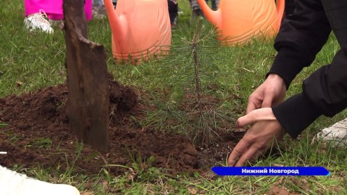 Саженцы крымской сосны, подаренные Симферополем, высадили в нижегородском парке Победы  