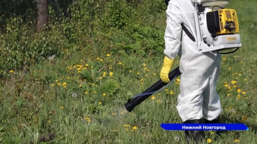 Автозаводский район обработали гербицидами от борщевика по заявкам местных жителей