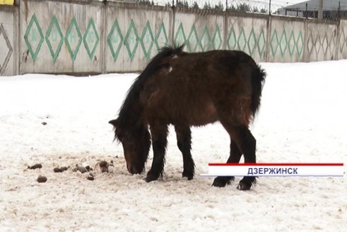 Конюшню с истощенными животными обнаружили волонтеры под Дзержинском