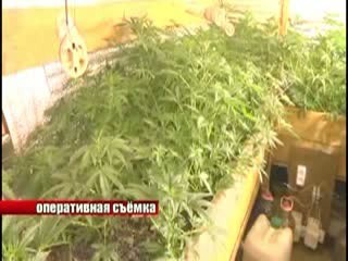 Участников организованной преступной группы задержали наркополицейские в Нижегородской области