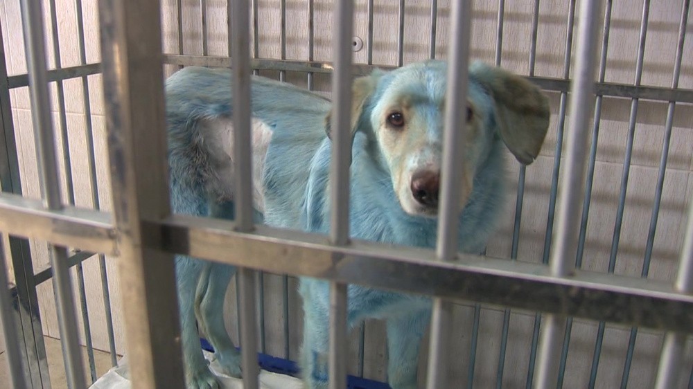 Одну из отловленных в Дзержинске синих собак могут увезти в США