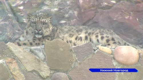 В зоопарке «Лимпопо» открылась выставка «Ирбис – кошка-невидимка»
