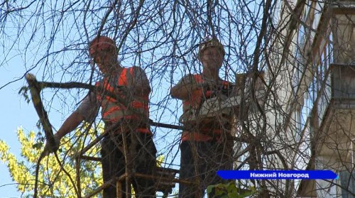 Социальный участковый добилась спила мешающего нижегородцам дерева