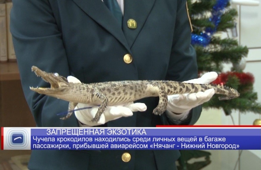 Жительницу Нижнего Новгорода задержали в аэропорту с чучелами крокодилов