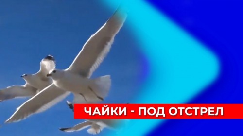 Отстрел чаек призван обеспечить безопасность продукции птицефабрик и нижегородских покупателей