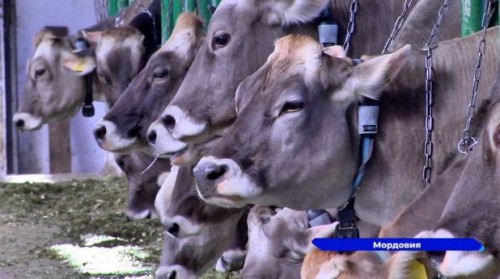 Уникальную технологию производства корма для животных из опилок разработали нижегородские учёные