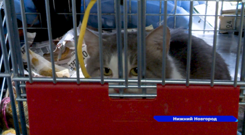 Сотрудники службы судебных приставов спасли животных из домашнего «концлагеря» на улице Ясной