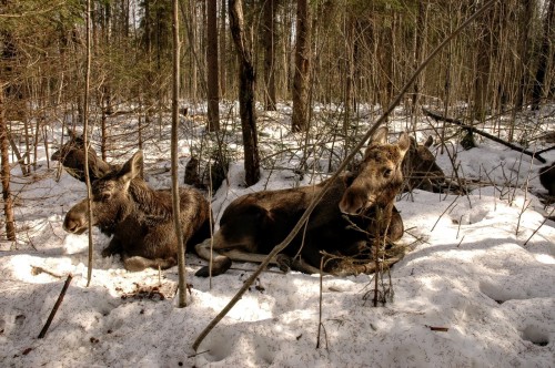 Браконьеры убили взрослых лосей и нерождённого лосёнка в Уренском районе