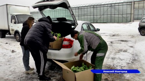 Агрокомбинат «Горьковский» вырастил три тысячи кустов рассады в дар сельским школам
