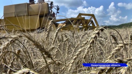 В Нижегородской области началась уборка селекционных участков гороха и пшеницы