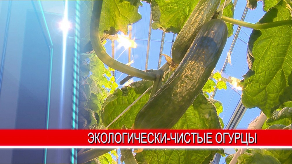 Свежие и богатые витаминами нижегородские овощи - круглый год Свежие и богатые витаминами нижегородские овощи - круглый год