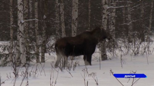 Зимний учет численности животных и птиц завершен в Нижегородской области