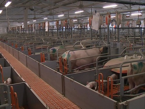 Два новых свиноводческих комплекса построят в Нижегородской области