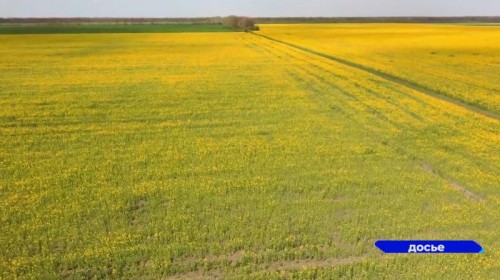 В Сеченовском округе Нижегородской области собраны рекордные 175 тысяч тонн зерновых культур