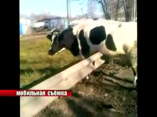 Корова застряла в заборе в Автозаводском районе