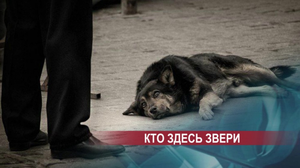 20 бездомных и 5 владельческих собак отравлены в Нижнем Новгороде за две недели