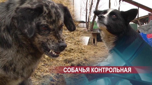 Нижний Новгород является лидером в стране по организации гуманного отношения к животным