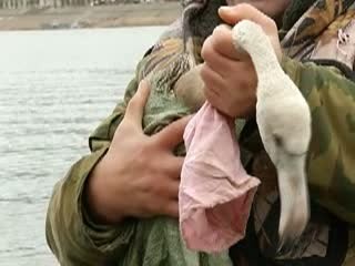 На этой неделе в Нижегородской области искали и спасали вдруг прилетевших к нам самых настоящийх фламинго