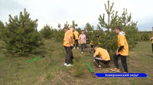 У деревьев «Леса Победы» волонтеры установили памятные таблички