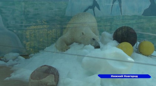Белых медведей в зоопарке «Лимпопо» всем необходимым снабжает компания «Роснефть»