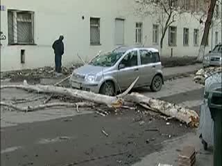 Старый тополь упал поперек дороги в переулке Портовом