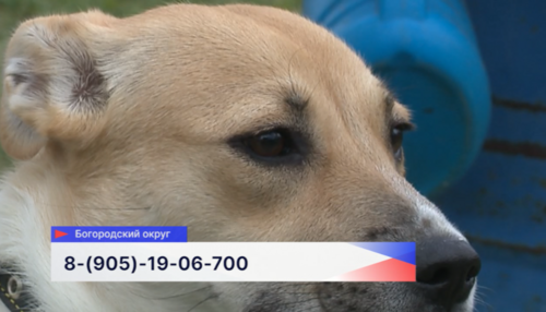 Новый дом ищут собакам на передержке в Нижегородской области