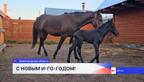 Семья Семёновых из Нижегородской области содержит двух лошадей – символов Нового года