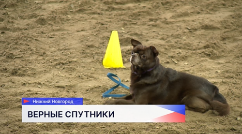 В Нижнем Новгороде юные кинологи представили своих питомцев на соревнованиях