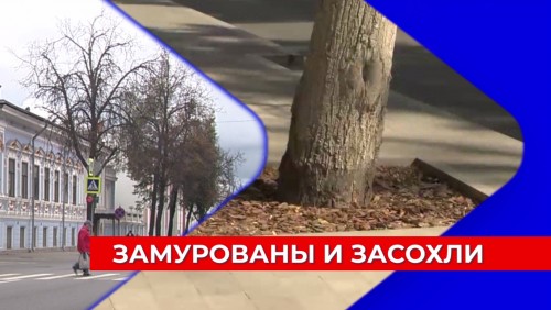 Вместо высохших в центре Нижнего Новгорода лип обещают высадить новые деревья