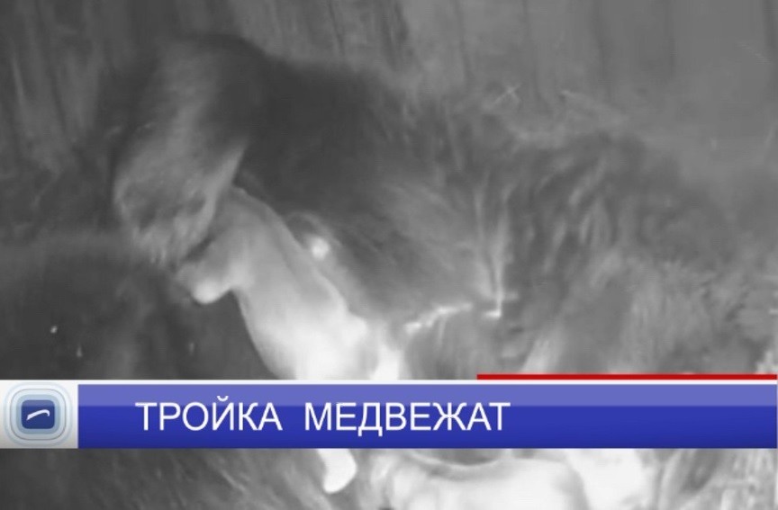 В зоопарке «Лимпопо» у бурой медведицы родилась тройня В зоопарке «Лимпопо» у бурой медведицы родилась тройня