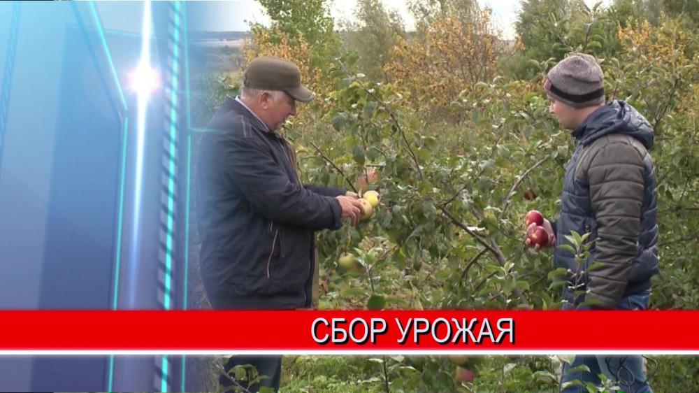 Нижегородские аграрии в этом году полностью обеспечили область картофелем и зерном Нижегородские аграрии в этом году полностью обеспечили область картофелем и зерном
