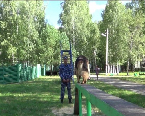 Чемпионат ФСИН России по многоборью со служебными собаками завершился в Зелёном городе