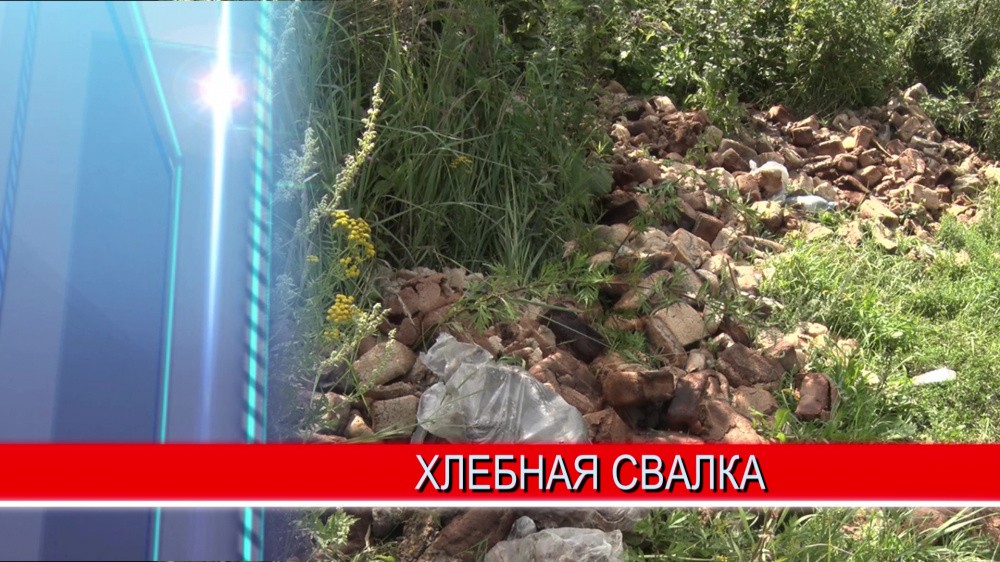 Большую партию хлеба выкинули на обочину парковки на улице Чачиной в Советском районе Большую партию хлеба выкинули на обочину парковки на улице Чачиной в Советском районе