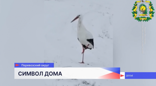Аист Гера из Перевоза обзавёлся парой и привёл её в своё гнездо