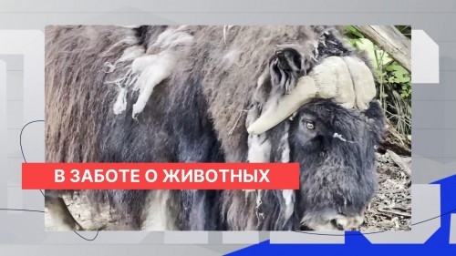 Российский университет правосудия взял шефство над овцебыком Фимой в зоопарке «Лимпопо»