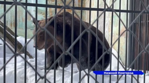 В нижегородском зоопарке «Лимпопо» вышли из спячки медведи Балу и Ляля