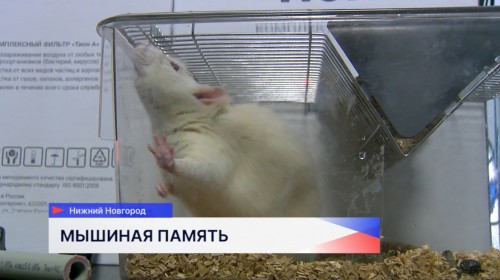 Молодые учёные нижегородского университета презентовали свою работу по нейро-протезированию отделов мозга