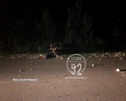 ДТП с участием лося произошло в Сарове