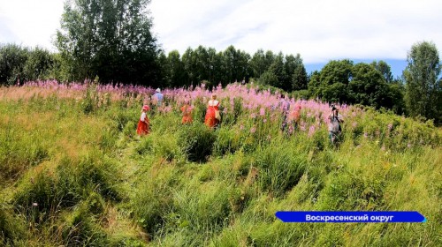 К сбору иван-чая приступили на нижегородских полях
