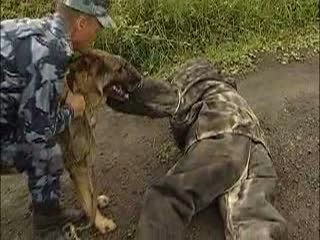 Кинологи ГУФСИН по Нижегородской области и их четырёхлапые напарники 