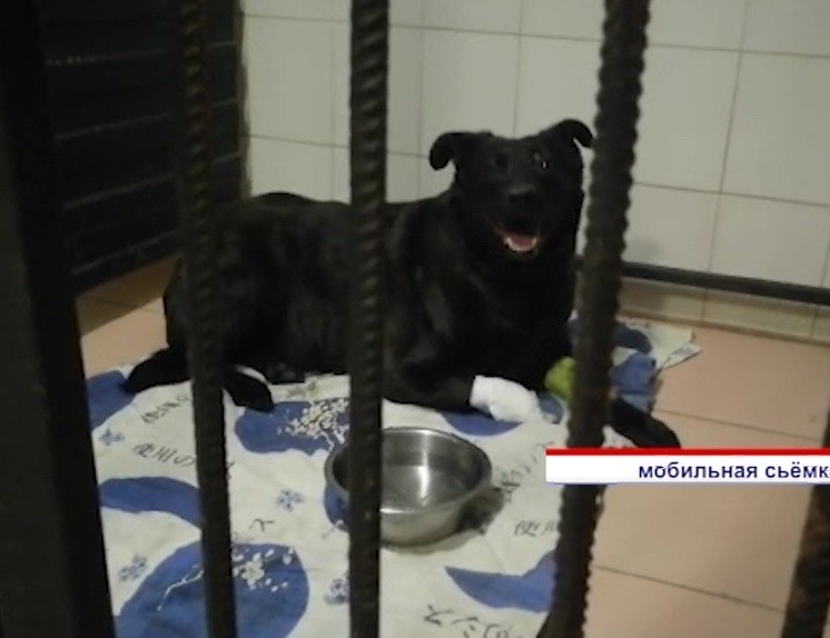 Окровавленную собаку обнаружил один из жителей на улице Октябрьской революции