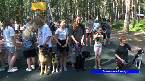 Кинологический лагерь начал свою работу на берегу Горьковского водохранилища
