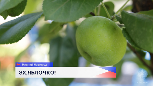 Роспотребнадзор напоминает о пользе яблок